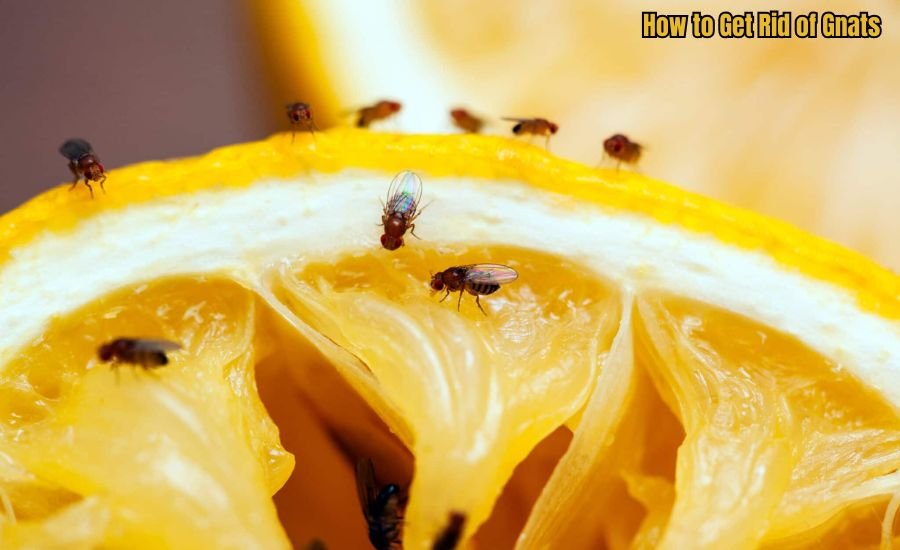 How to Get Rid of Gnats