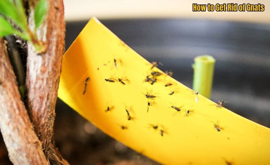 How to Get Rid of Gnats