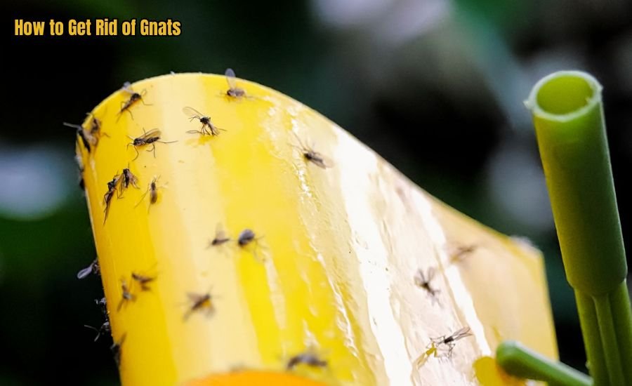 How to Get Rid of Gnats