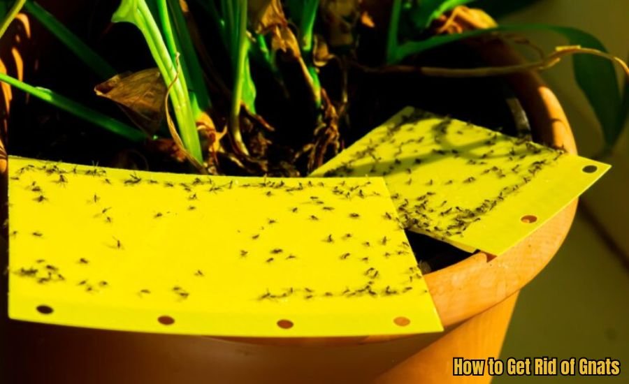 How to Get Rid of Gnats